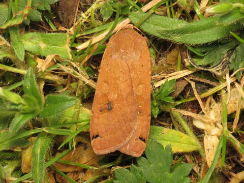 Image of Large Yellow Underwing