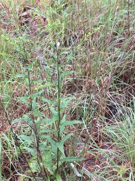 Image of Atlantic goldenrod