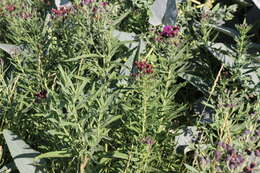 Image of Plains Ironweed