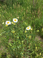 Image of eastern daisy fleabane