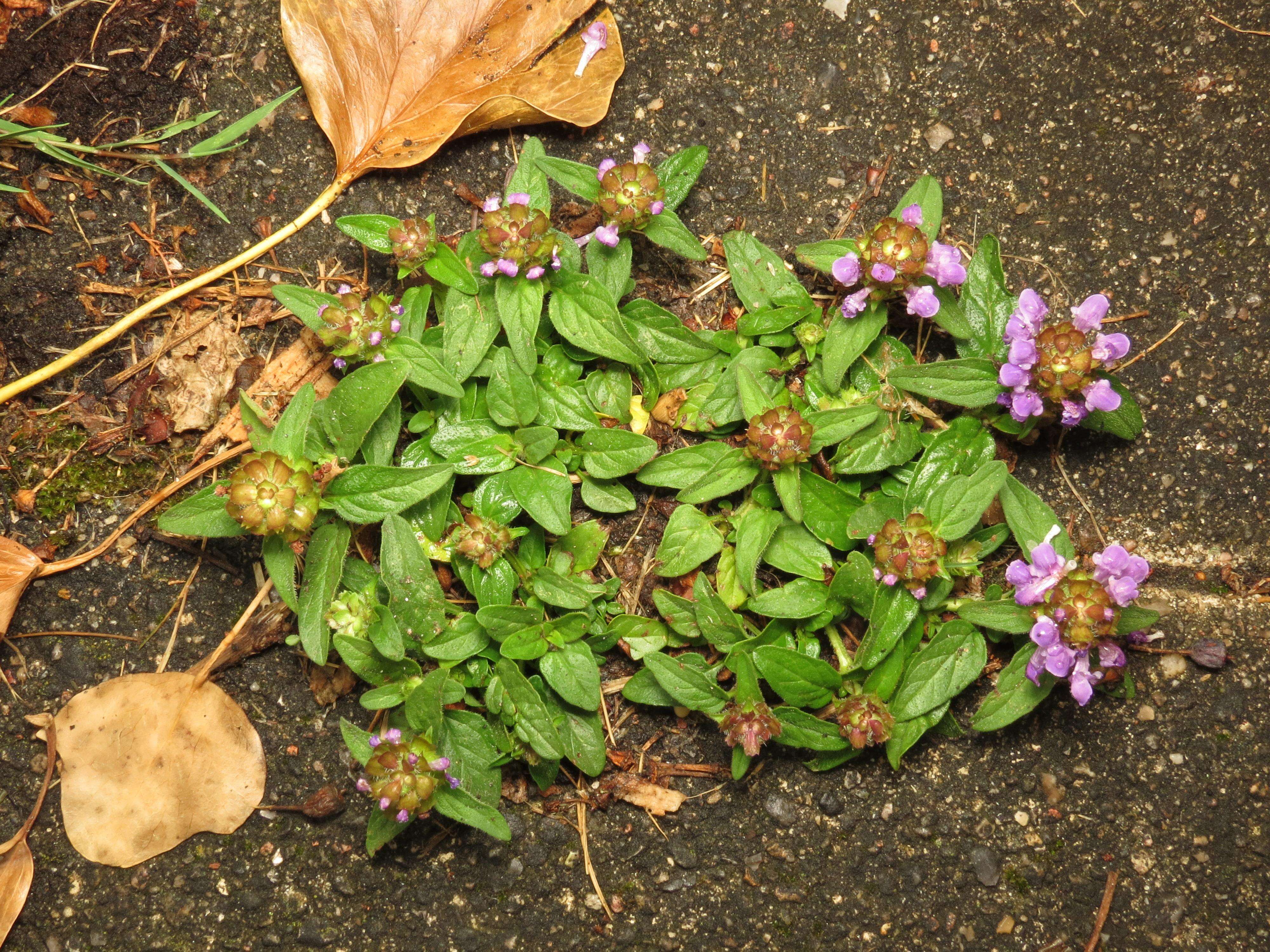 Image of common selfheal