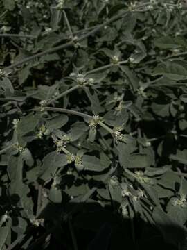 Imagem de Alternanthera halimifolia (Lam.) Standl. ex Pittier