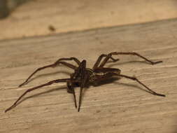 Image of Nursery-web spider