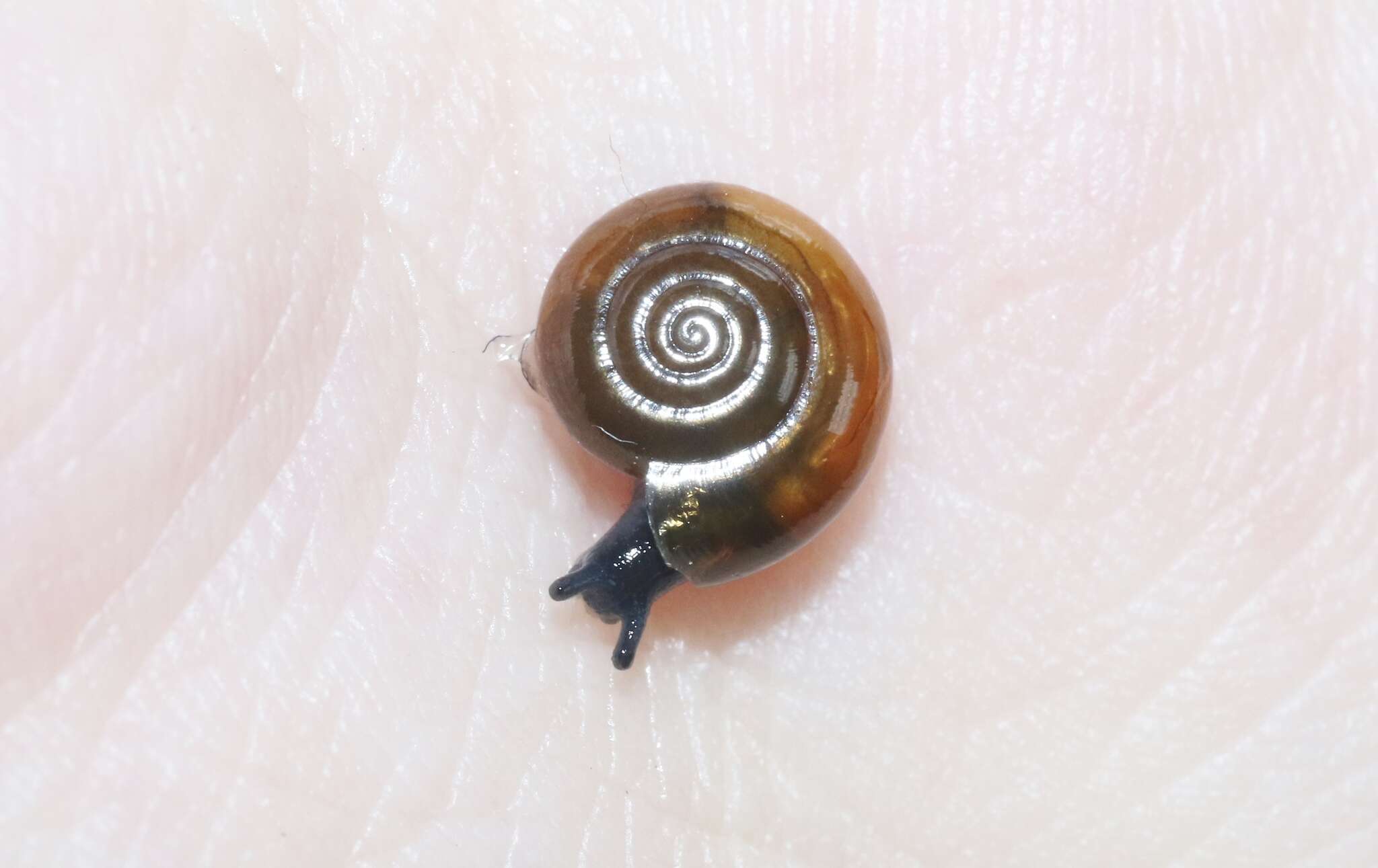 Image of Cellar glass-snail