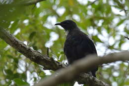 Plancia ëd Prosthemadera novaeseelandiae chathamensis Hartert 1928