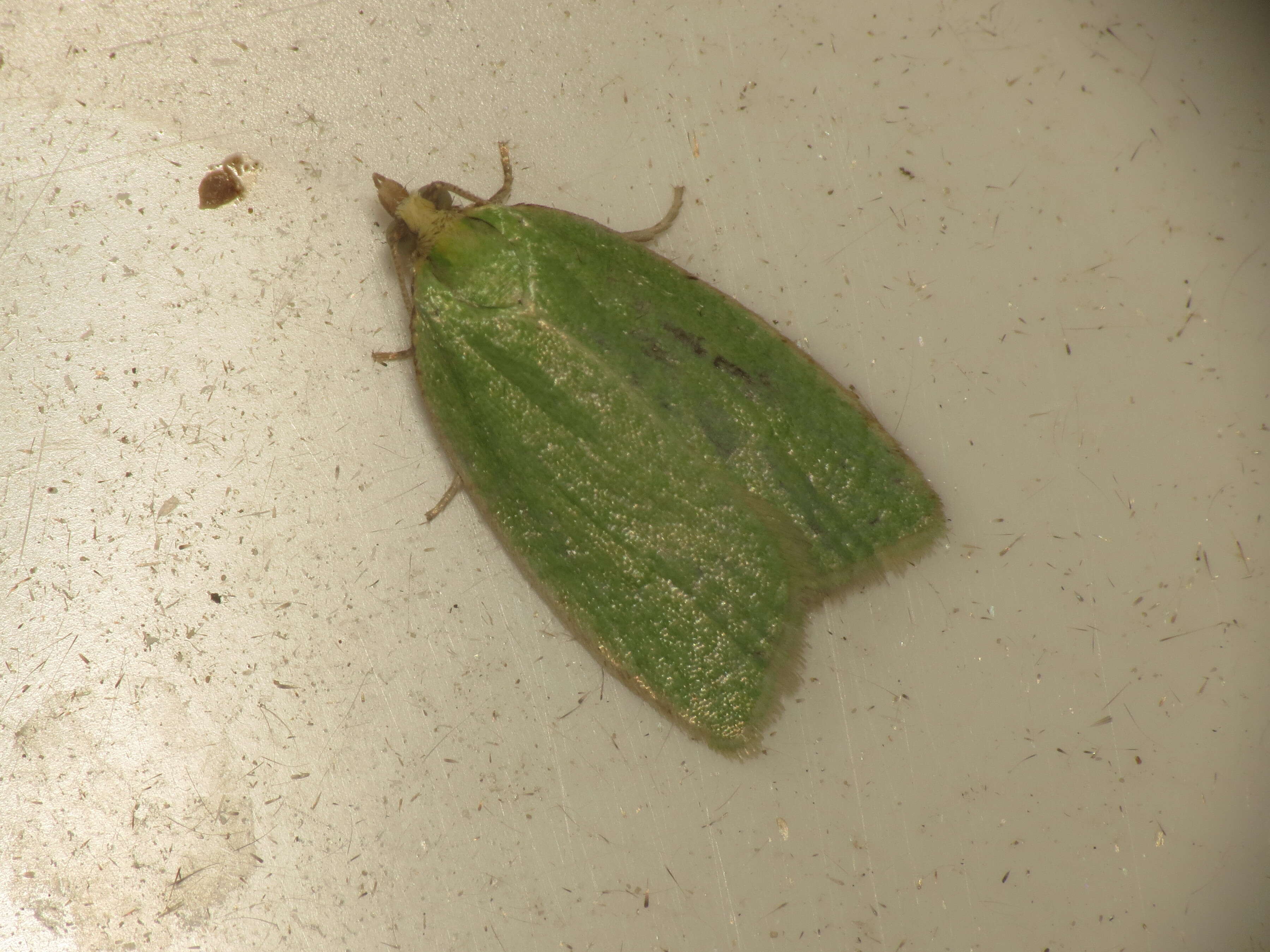 Image of green oak tortrix