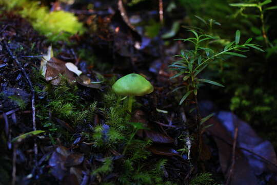 Imagem de Entoloma necopinatum E. Horak 1978