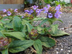 Image of common selfheal