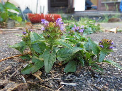 Image of common selfheal