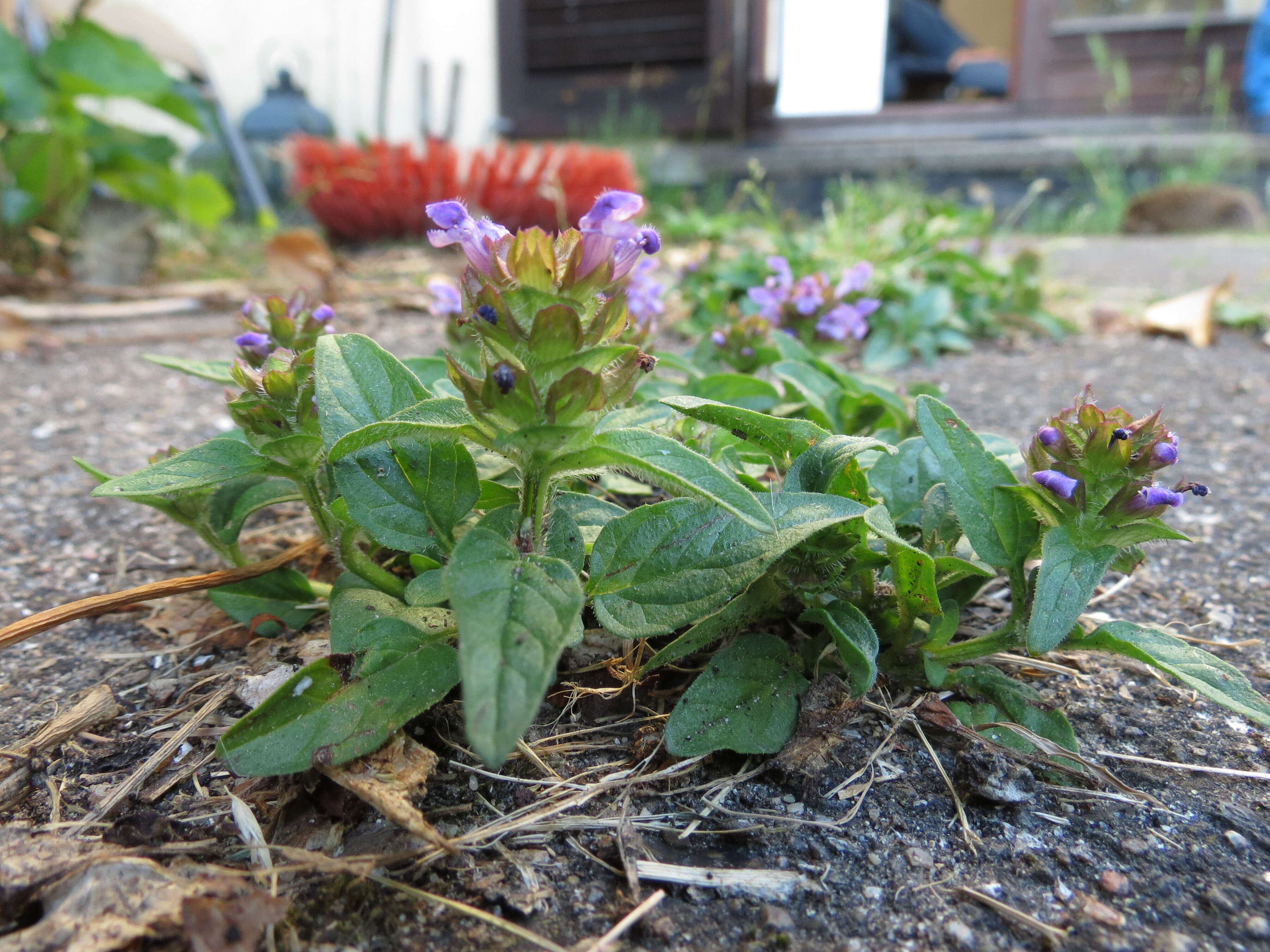 Image of common selfheal