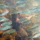 Image of Common hardyhead