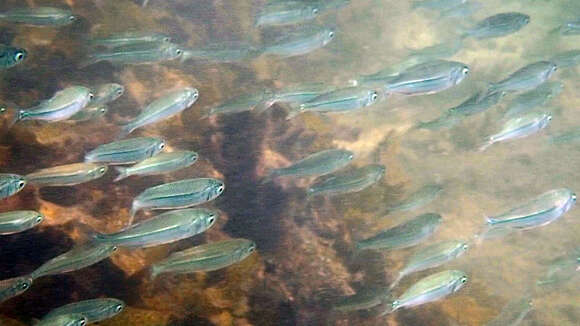 Image of Common hardyhead