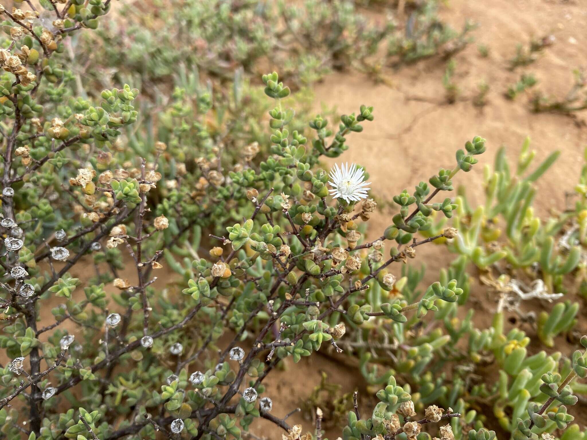 Image of Drosanthemum praecultum (N. E. Br.) Schwant.