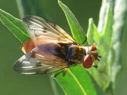 Image of Ectophasia oblonga (Robineau-Desvoidy 1830)