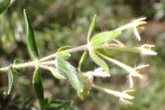 Image of Gnidia denudata Lindl.