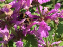 Image of Small garden bumblebee