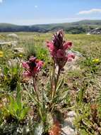 Imagem de Pedicularis cystopteridifolia Rydb.