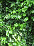 Image of English ivy