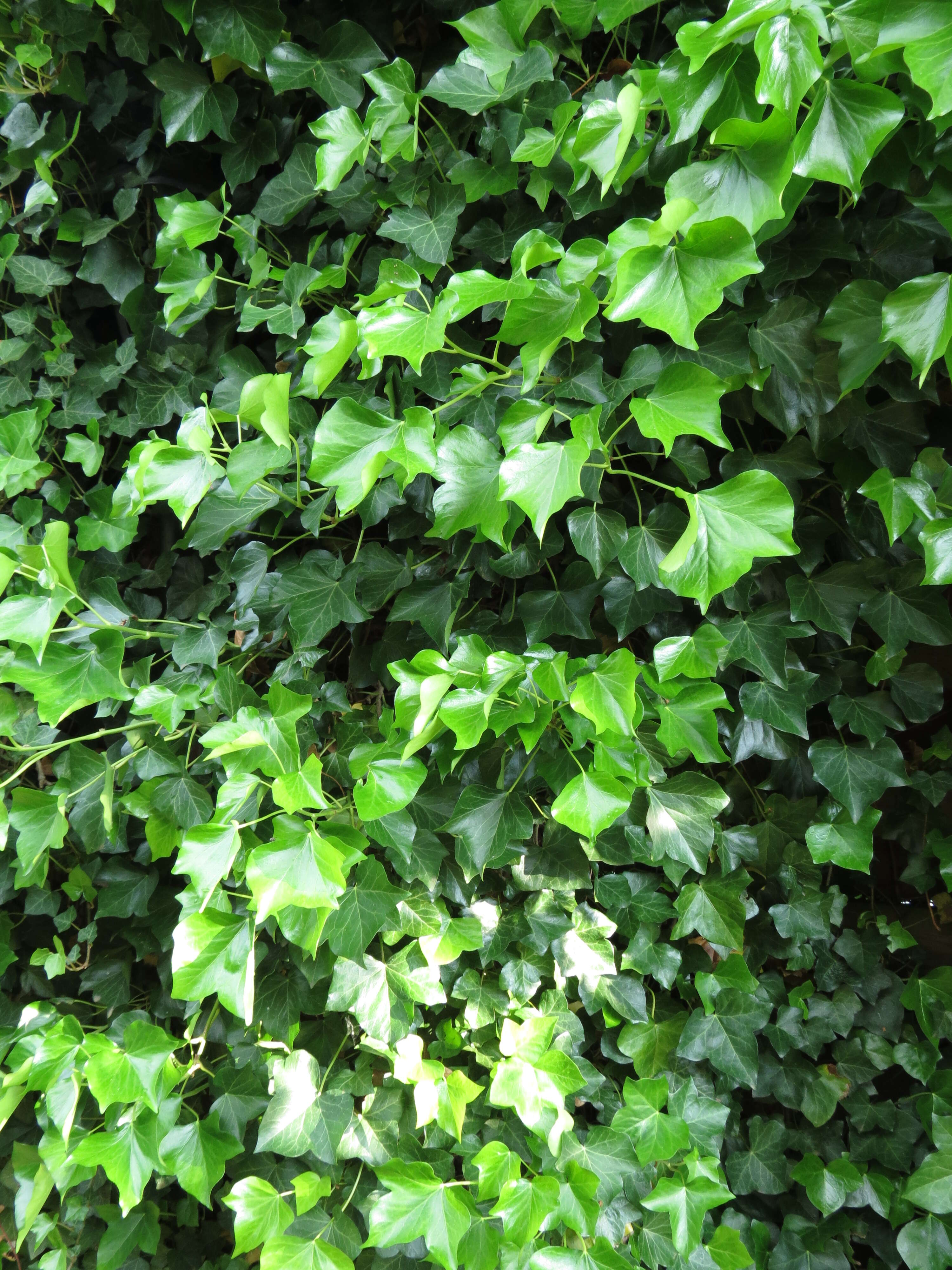 Image of English ivy