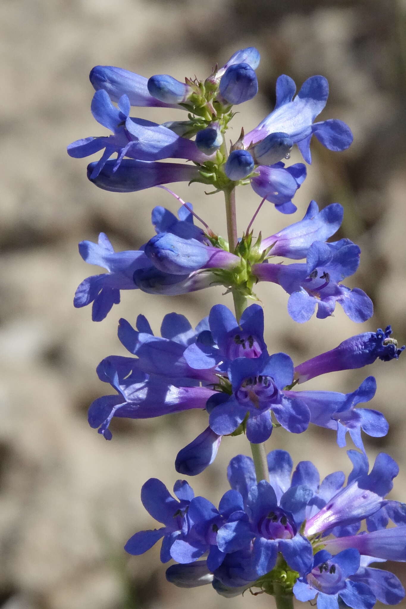 Image of Wasatch beardtongue