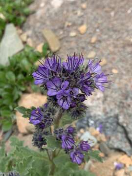 Image of alpine phacelia