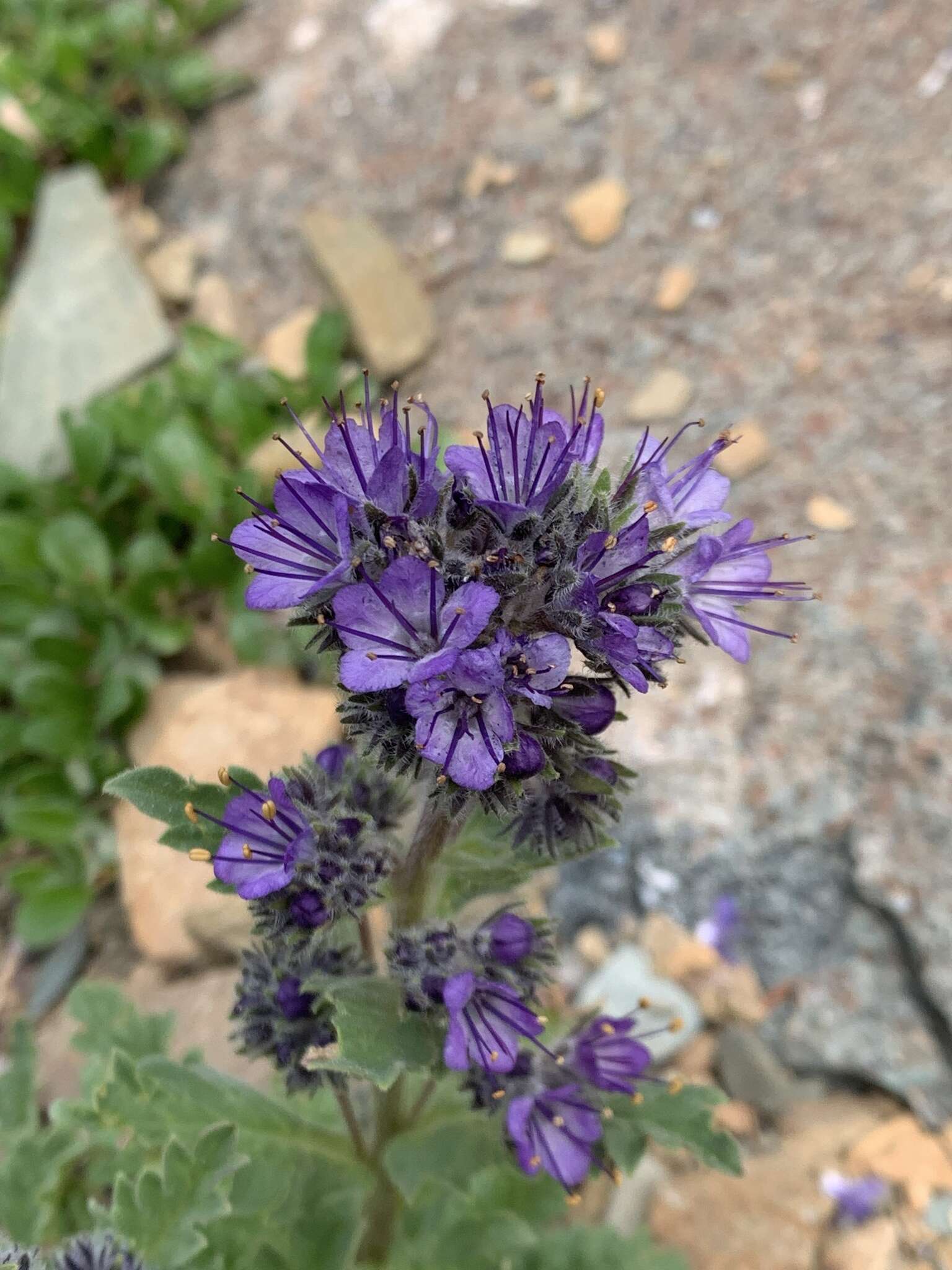 Image de Phacelia lyallii (A. Gray) Rydb.