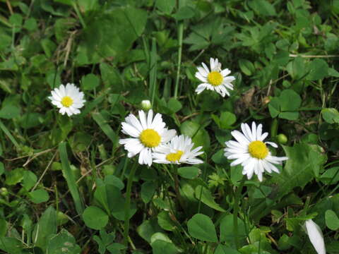 Image of Daisy