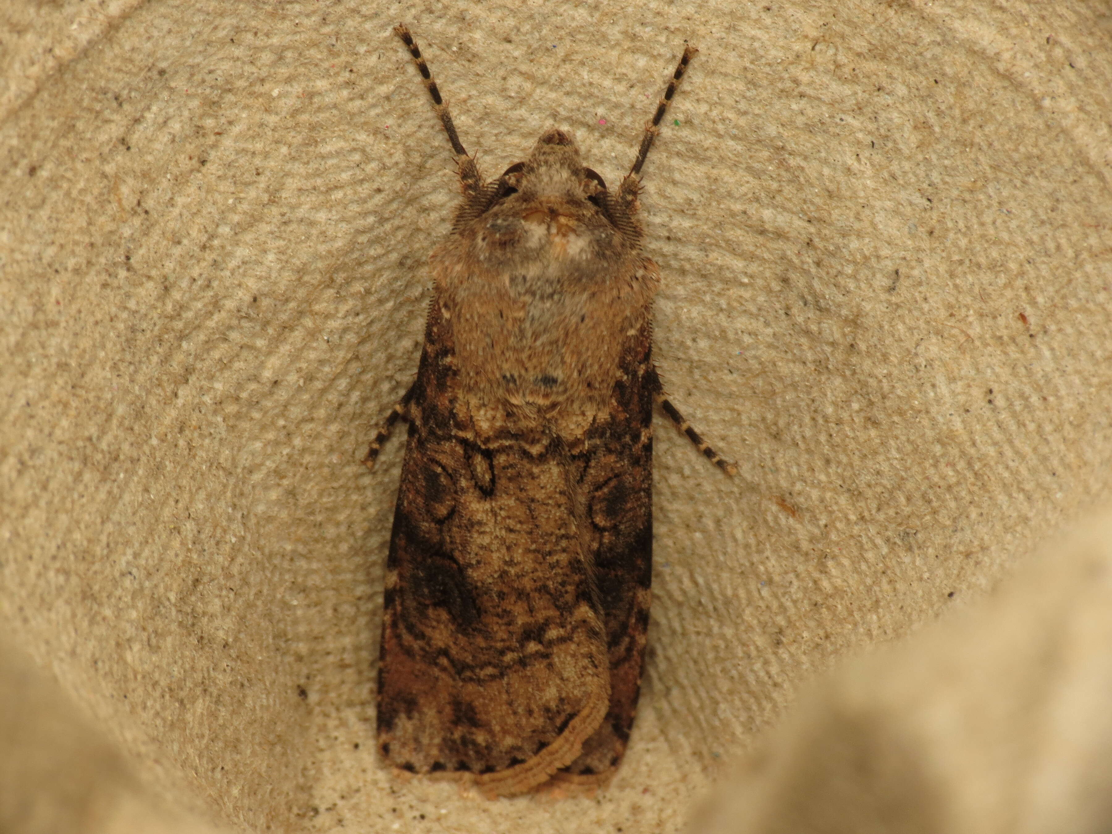 Image of turnip moth