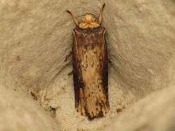 Image de noctuelle putride