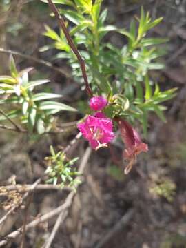 Image of Agalinis lanceolata (Ruiz & Pav.) W. G. D' Arcy