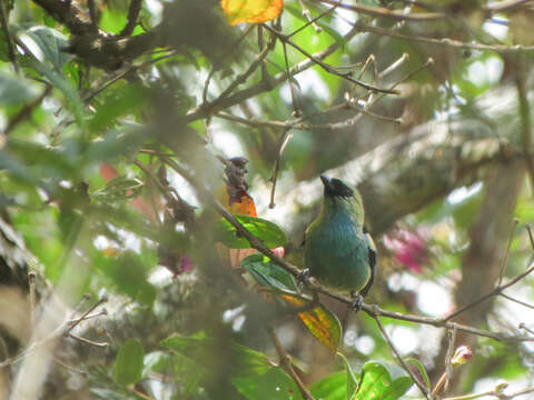 Image of Metallic-green Tanager