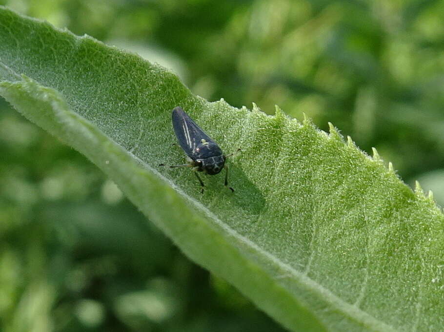 Image of Graphocephala hieroglyphica (Say 1830)