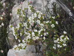 Image of Erica denticulata var. denticulata