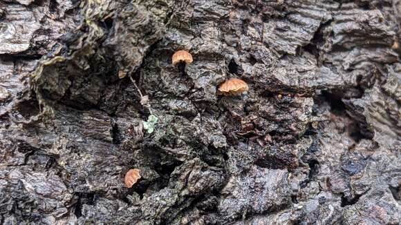 Image of Phaeomarasmius rimulincola (Rabenh.) Scherff. 1914