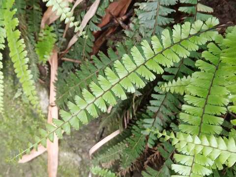 Image of tailed maidenhair