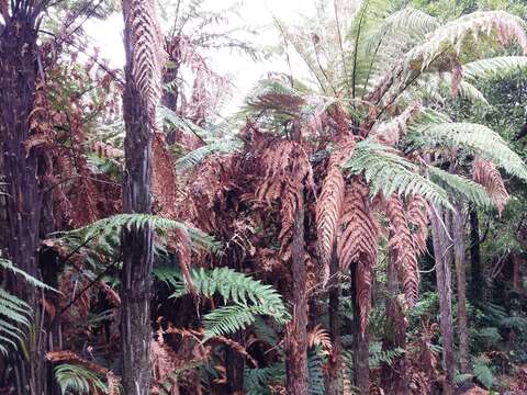 Image of Rough Tree Fern