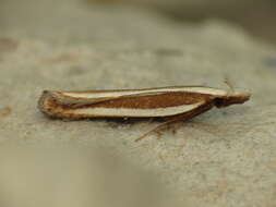 Image of Juniper webworm