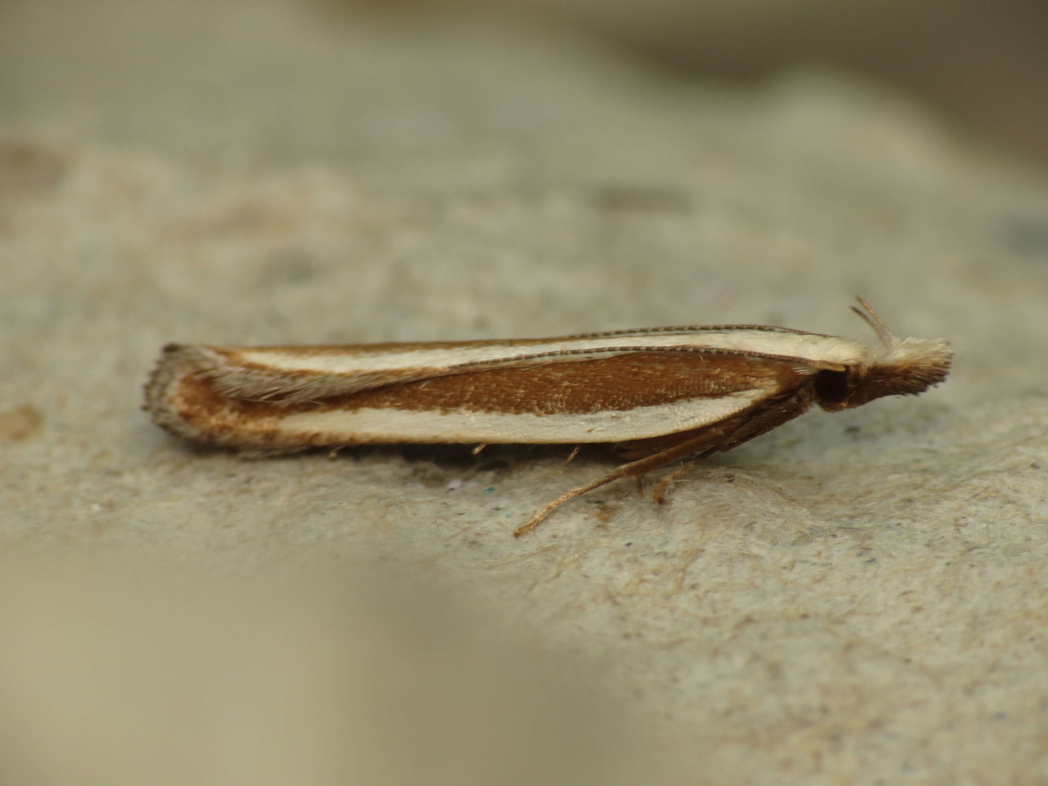 Image of Juniper webworm