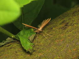 صورة Emmelina (Alucita) monodactyla (Linnaeus 1758)