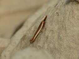 Image of Juniper webworm