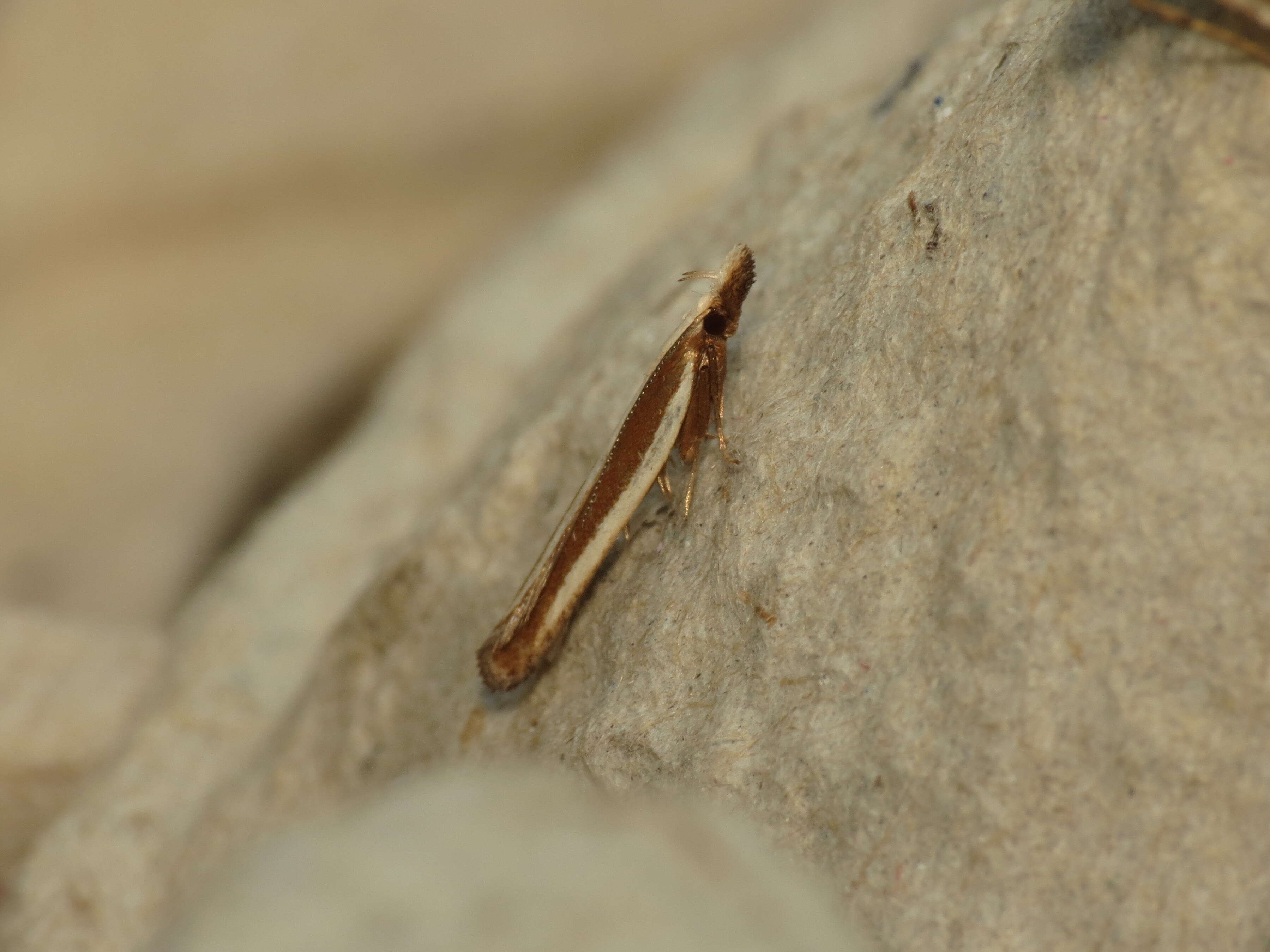 Image of Juniper webworm