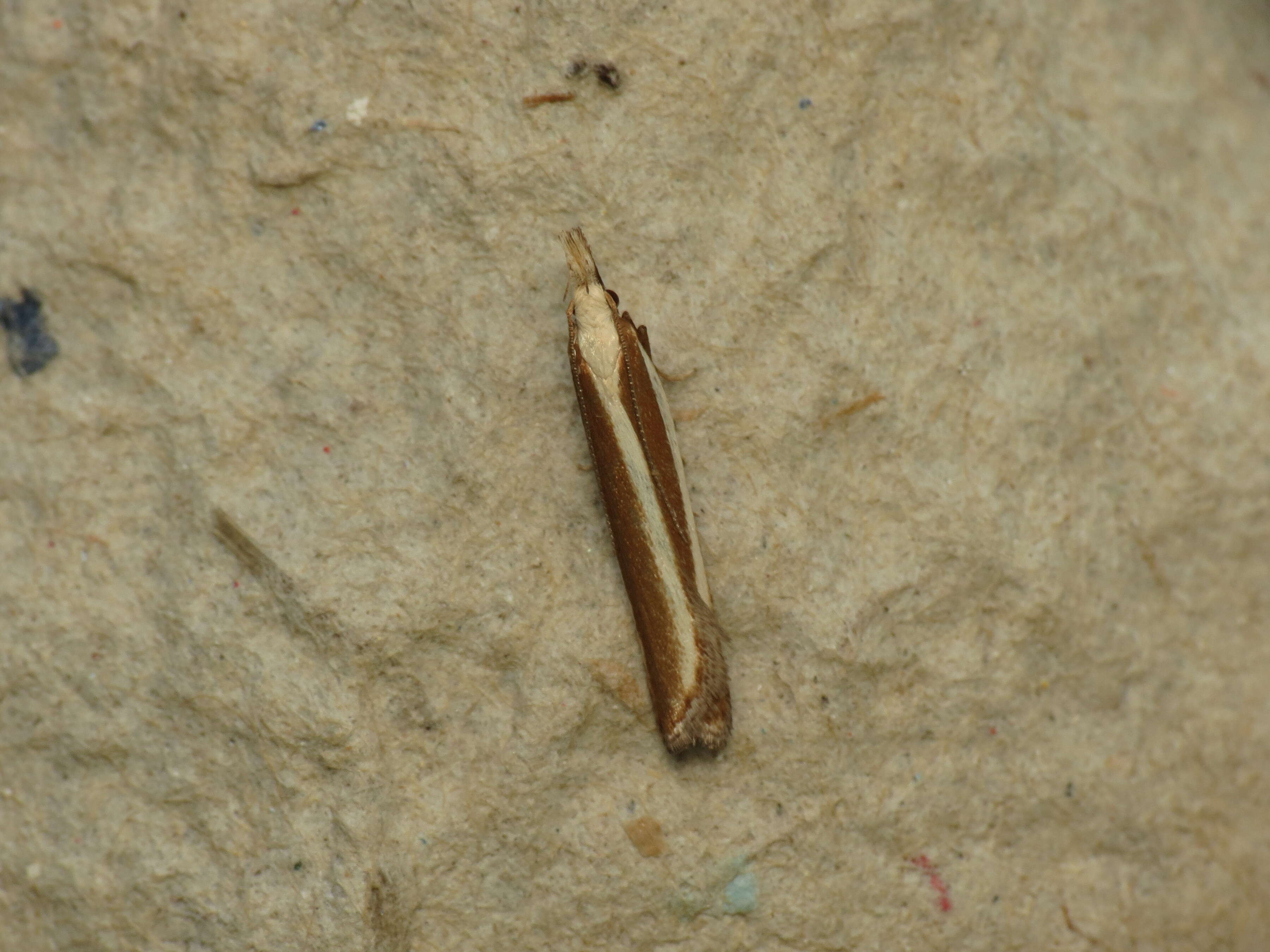 Image of Juniper webworm