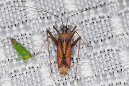 Image of Phytocoris roseus (Uhler 1894)