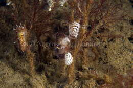 Image of slender facelina