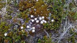 Plancia ëd Psychrophyton grandiflorum (Hook. fil.) Beauv.