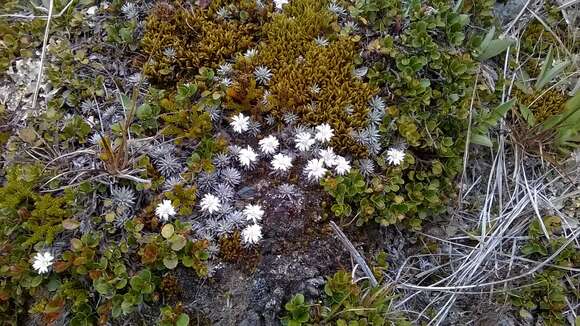 Image of Psychrophyton grandiflorum (Hook. fil.) Beauv.