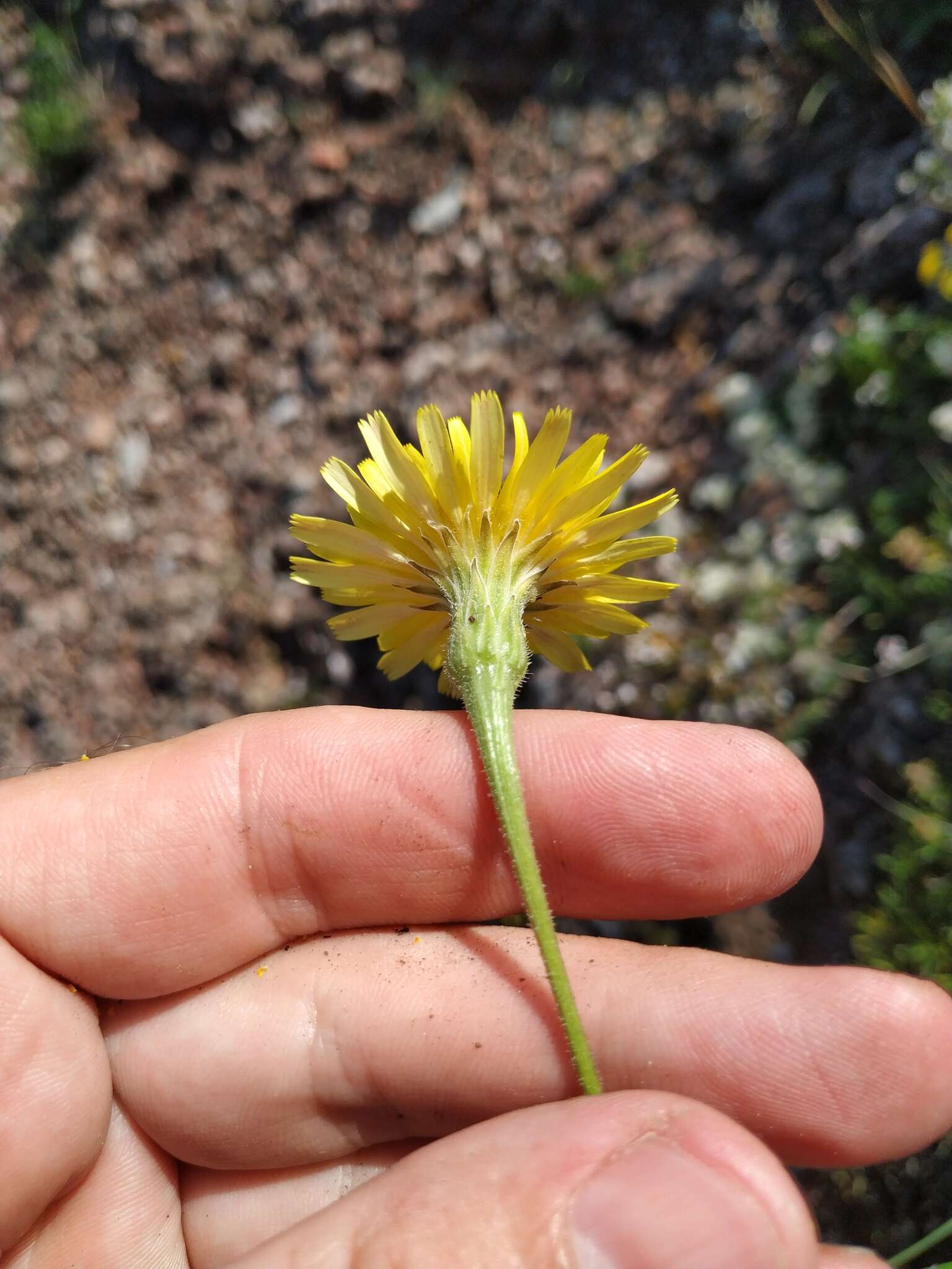 Image of Leontodon biscutellifolius DC.