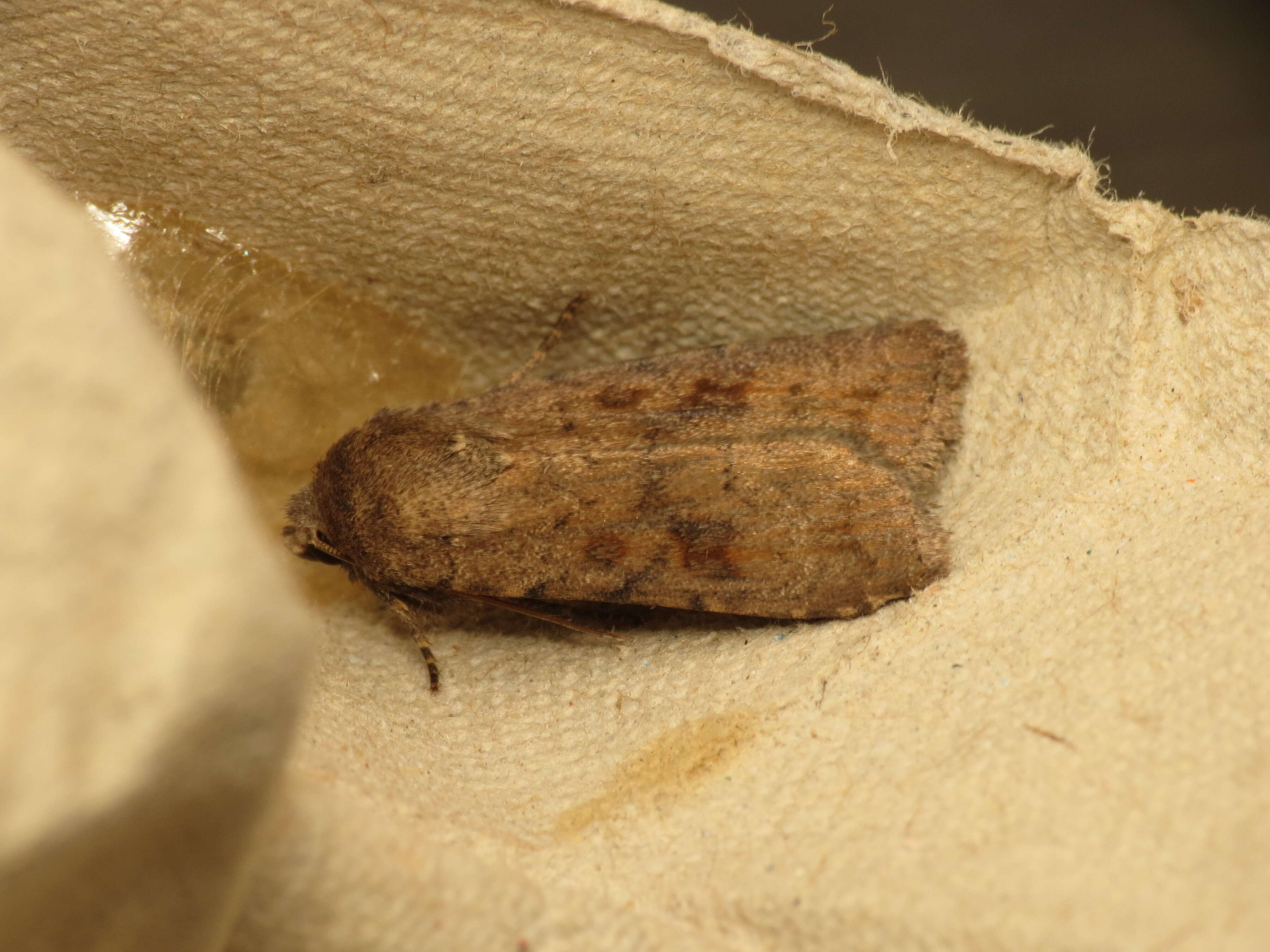 Image of The Mottled Rustic, Brungult Lövfly