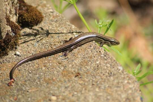 Image of Northern Prairie Skink