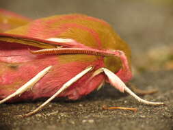 Image of elephant hawk-moth